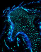 A GLOWING OCEAN T-SHIRT [GLOW IN DARK] view 2