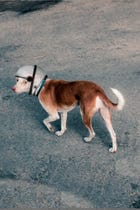 Space Dog view 1