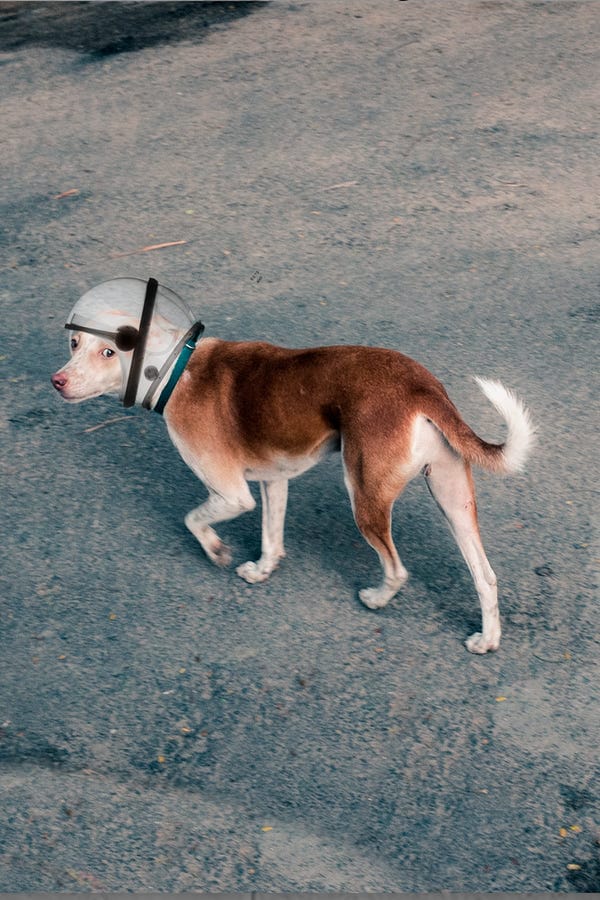 Biskit — Space Dog